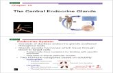 18. Human and Animal Physiology Chapter 18 the Central Endocrine Glands
