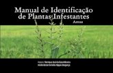 Manual de Identificação de plantas infestantes Arroz