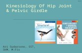 Temu 7 Kinesiologi hip-joint-and-pelvic-girdle.ppt