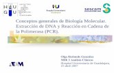 EXTRACCIÓN DE DNA Y PCR