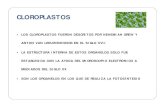 Cloroplastos y Fotosíntesis_13A