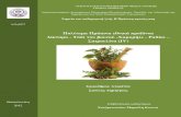Dittany Mountain Tea Chamomile Chicory Spirulina