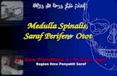 Medula Spinalis - Saraf Tepi - Otot - 2