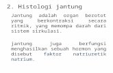 2. histologi jantung