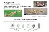 Myriapoda y Hexapoda