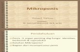 Referat Mikropenis