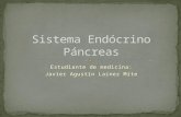 Sistema endócrino pancreas