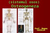 Scheletul Uman+Osteogeneza