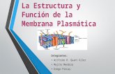 La estructura-y-función-de-la-membrana-plasmática
