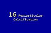 16 periarticular calcification
