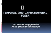 Temporal and infratemporal fossa