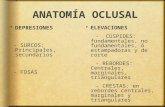 Anatomía oclusal