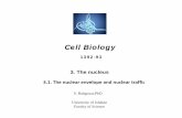 3.nucleus.cell biology