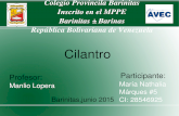 Diapositiva cilantro