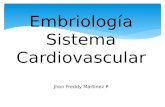 Embriología sistema cardiovascular