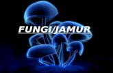Materi Tentang Sistem Reproduksi fungi/ Jamur