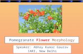 Pomegranate Flower Morphology