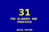 31 DAVID SUTTON PICTURES  THE BLADDER AND PROSTATE