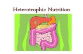 Heterotrophic nutrition [2015]