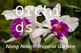 Orchids (Nong Nooch Botanical Garden)