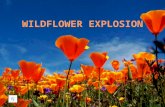 Wildflower Explosion