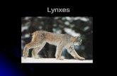 Lynxes Kole
