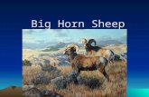 Big horn sheep jakob