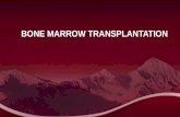 Bone marrow trans
