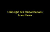 Malformation branchiale chirurgie