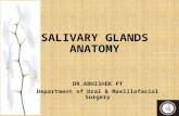 Salivary glands anatomy applied aspects 140608050047-phpapp01