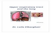 Upper respiratory tract and the lung   (1)