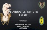 MECANISMO DE PARTO EN FRENTE