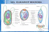 eukariot 15