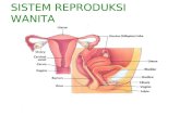 Prak. HISTO Sistem Reproduksi Wanita
