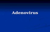 Adenovirus 1