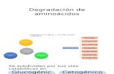 Degradacion de Aminoacidos