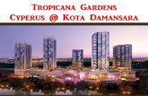 Tropicana Gardens - Cyperus