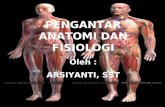 anatomi fisiologi pengantar