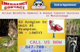 Action Wildlife Removal & Animal Control Service in Mississauga