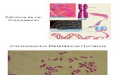 Cromossomos e Cariótipos