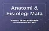 Anatomi & Fisiologi Mata