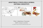 Digestão e anatomia digestorio animais