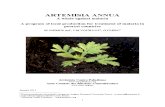 Artemisia Annua English
