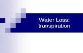 Water Loss Transpiration