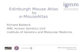Www.igmm.ac.uk Edinburgh Mouse Atlas to e-MouseAtlas Richard Baldock MRC Human Genetics Unit Institute of Genetics and Molecular Medicine MRC Human Genetics.
