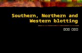 Southern, Northern and Western blotting. Comparison of Southern, Northern, and Western analyses of Gene X.