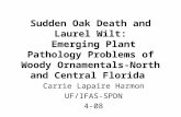 Sudden Oak Death and Laurel Wilt: Emerging Plant Pathology Problems of Woody Ornamentals-North and Central Florida Carrie Lapaire Harmon UF/IFAS-SPDN 4-08.
