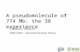 Frédéric CHOULET A pseudomolecule of 774 Mb: the 3B experience INRA GDEC – Clermont-Ferrand, France.