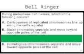 Bell Ringer. Cell Division Review Units 5 & 6 Prokaryotic Cell Division Prokaryotic Cell Division = Binary Fission After DNA replication occurs, the