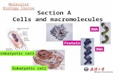 Molecular Biology Course Section A Cells and macromolecules Prokaryotic cell Eukaryotic cell Protein DNA RNA
